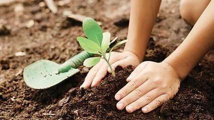 Tree plantation